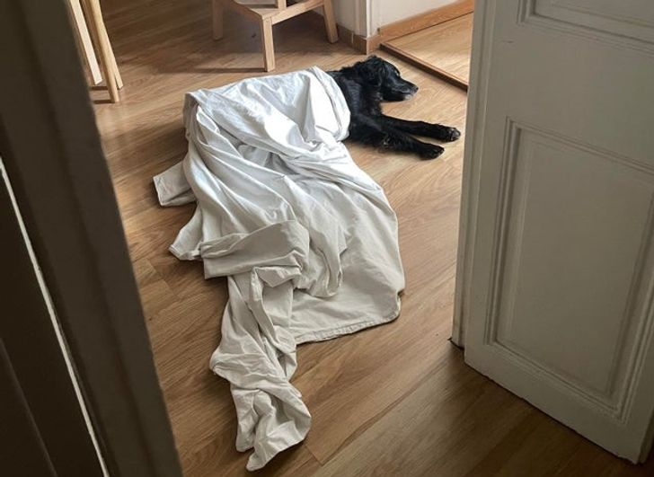 черный пес под покрывалом на полу