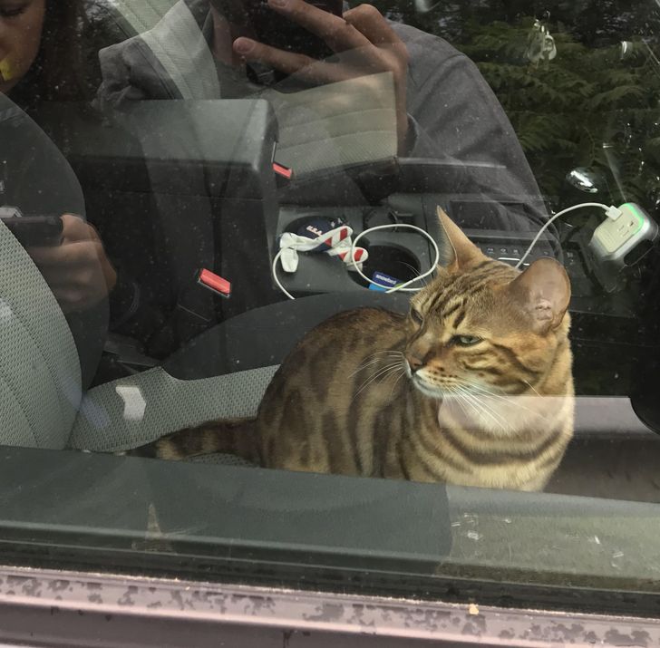 полосатый кот в машине