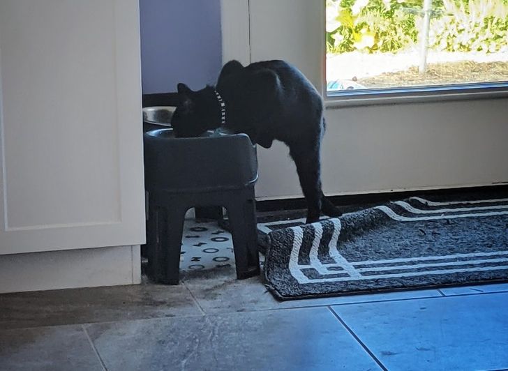 черная кошка пьет из миски собаки