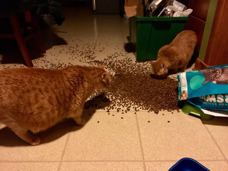 рыжие коты едят корм с пола