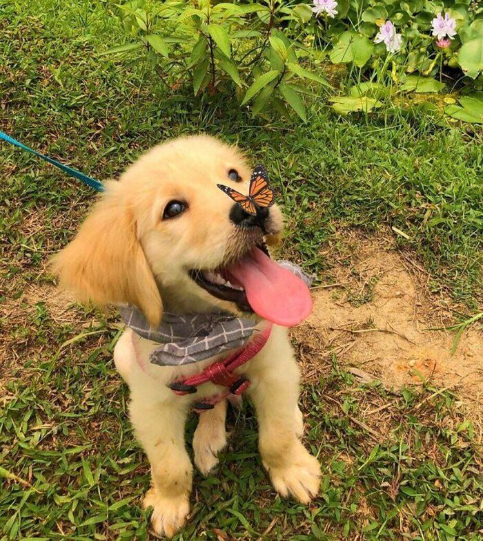 щенок золотистого ретривера с бабочкой на носу