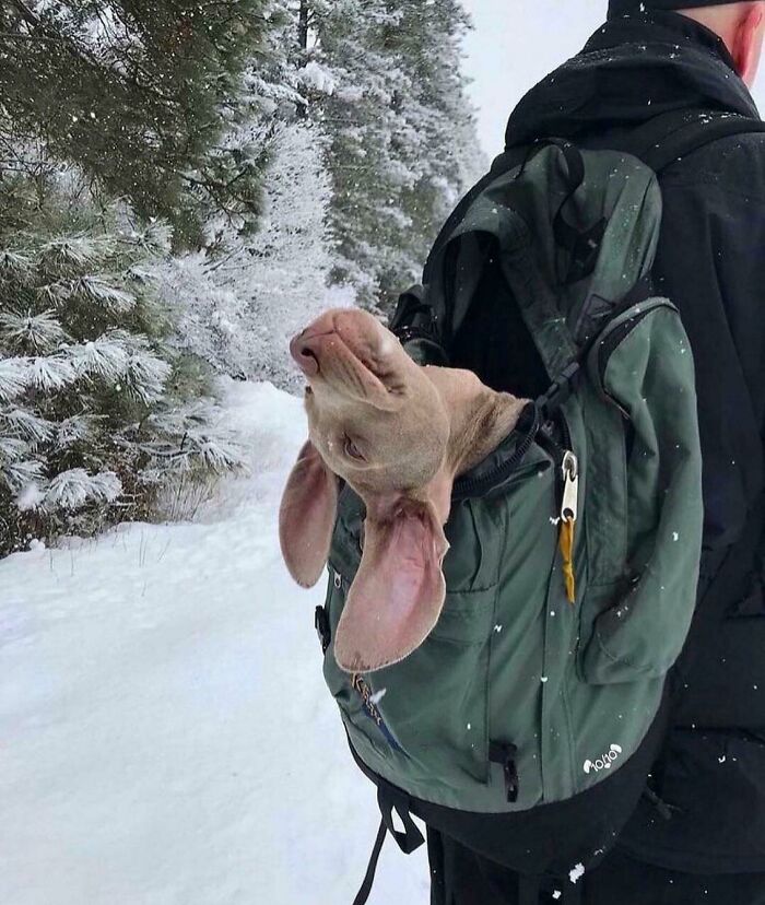 собака в рюкзаке за спиной