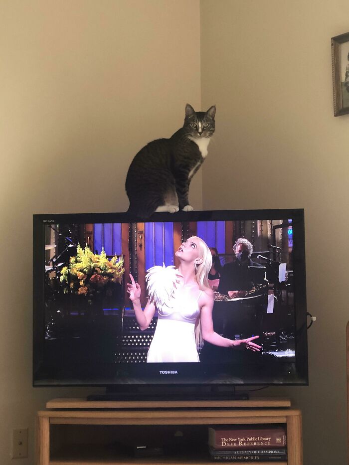 кот сидит на телевизоре