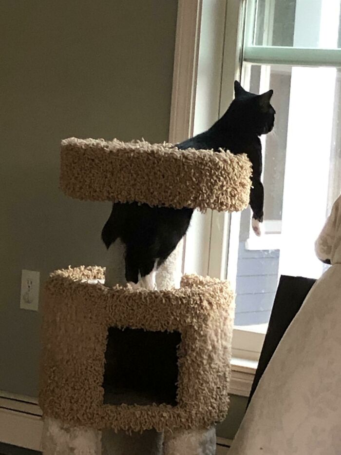 черный кот смотрит в окно