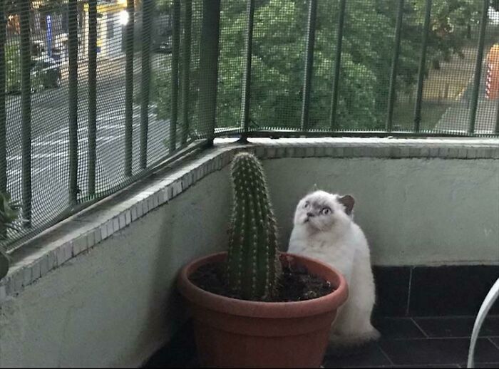 кот смотрит на кактус в горшке