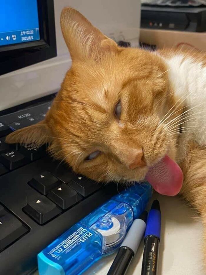 рыжий кот спит головой на клавиатуре