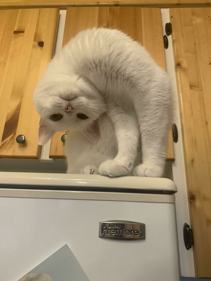 белый кот на холодильнике