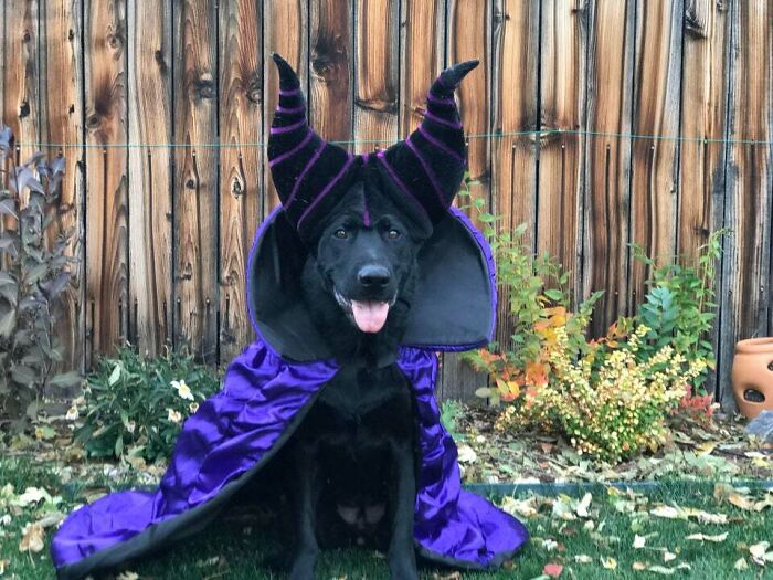 черный пес в фиолетовой мантии