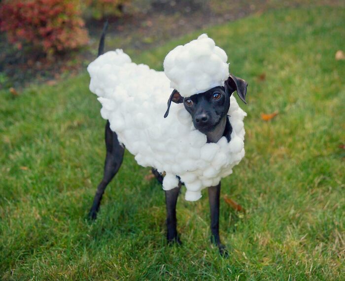 черный пес в костюме овцы