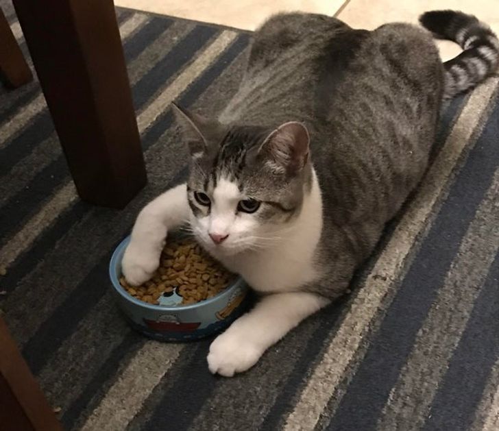 полосатый кот и миска с едой