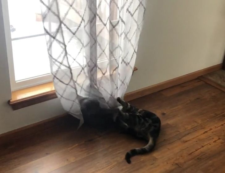 коты дерут штору
