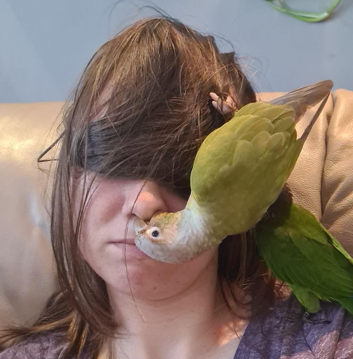 зеленый попугай сидит на голове у женщины