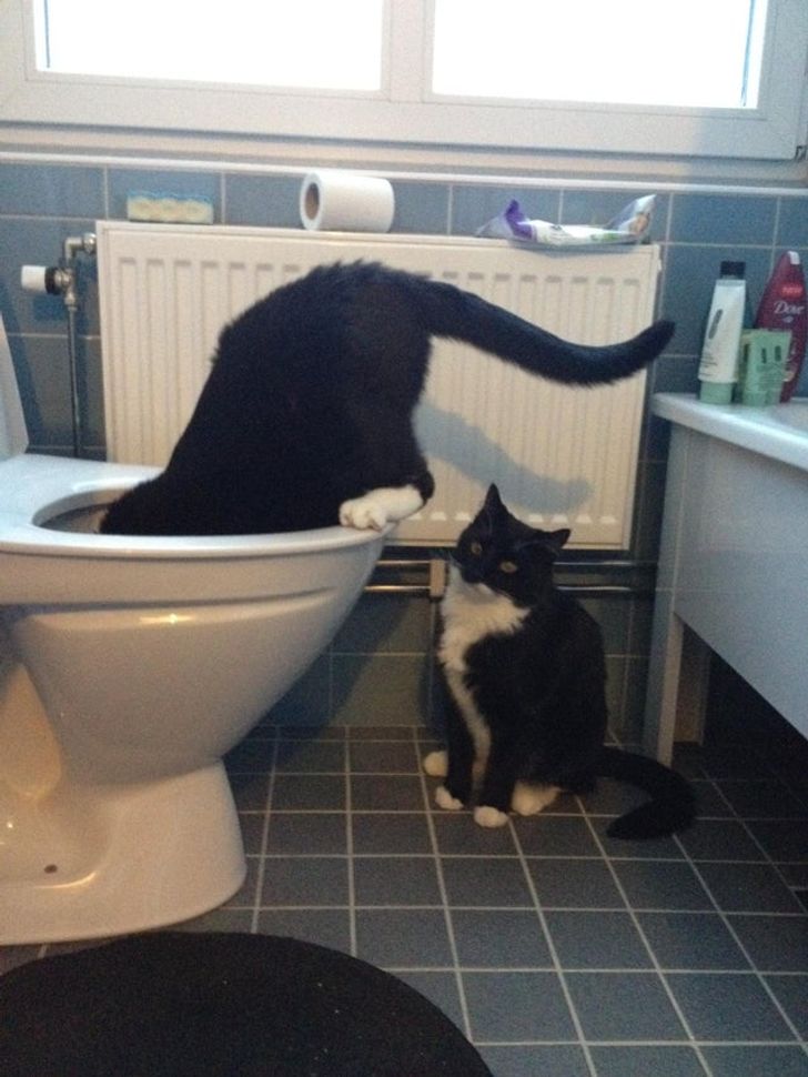 две черно-белые кошки возле унитаза
