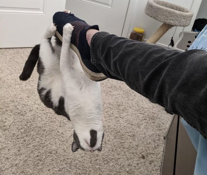 черно-белый кот висит на ноге хозяина