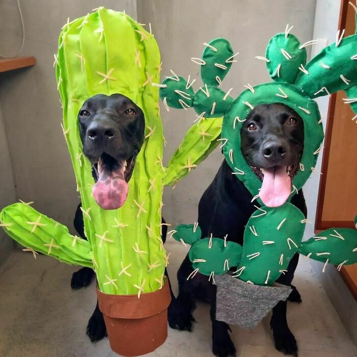 две черных собаки в костюмах кактуса
