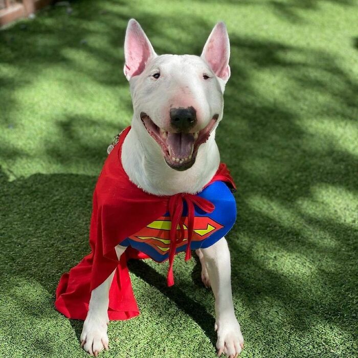 белый пес в накидке супермена