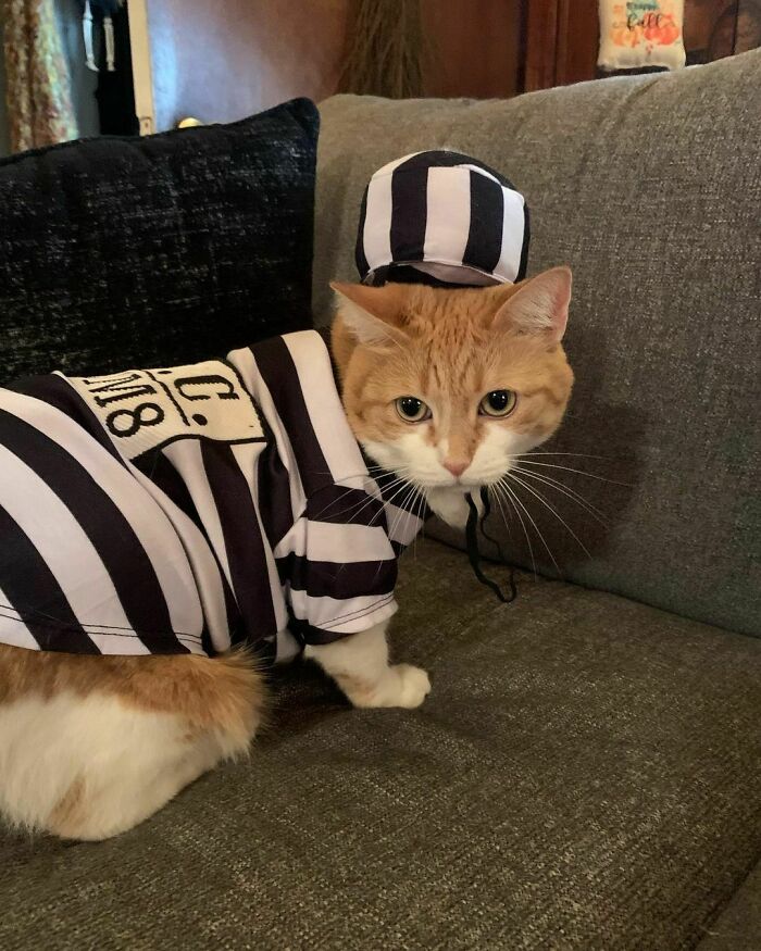 рыжий кот в костюме заключенного