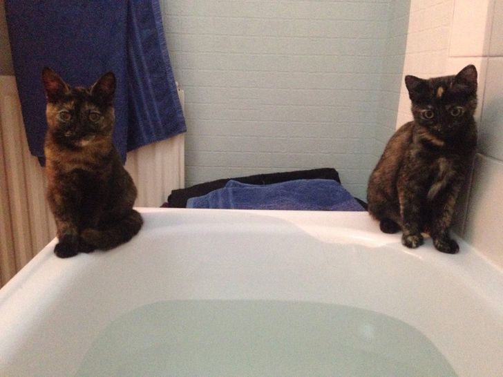 две кошки сидят на ванне
