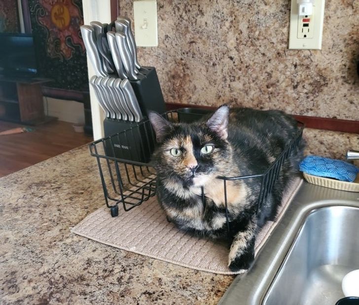 кошка сидит в сушилке для посуды