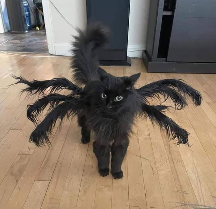 черная кошка с лапами паука