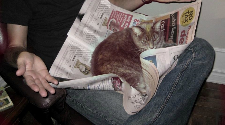 кошка лежит на газете на коленях у мужчины