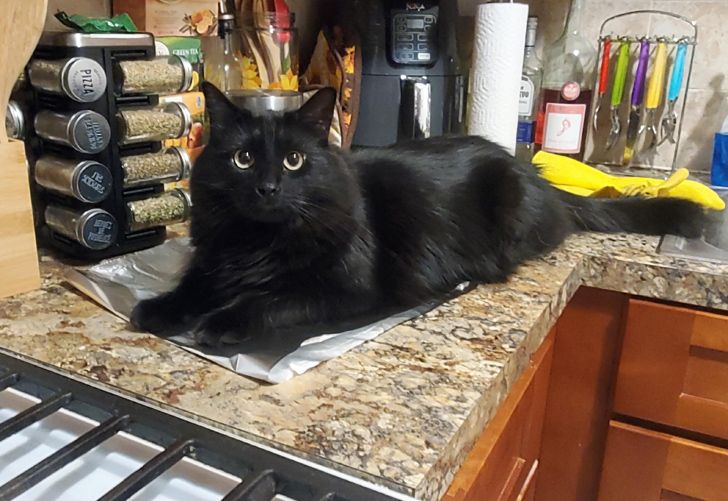 черный кот лежит на столе в кухне