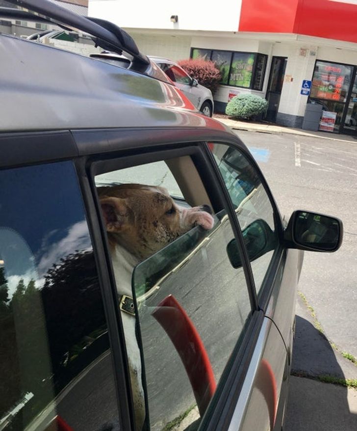 собака сидит в машине