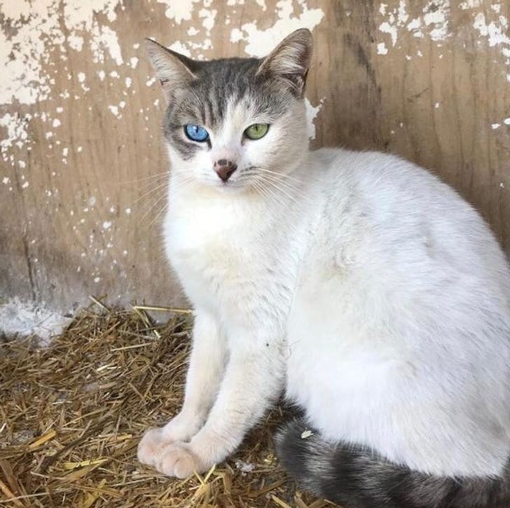 кошка с голубым и зеленым глазами