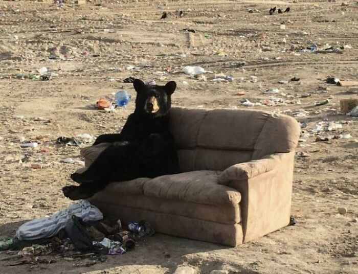 медведь сидит на диване