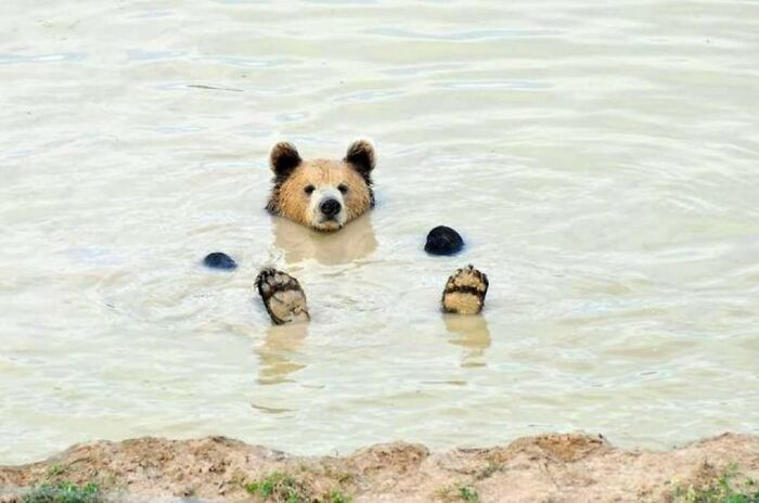 медведь лежит на спине в воде