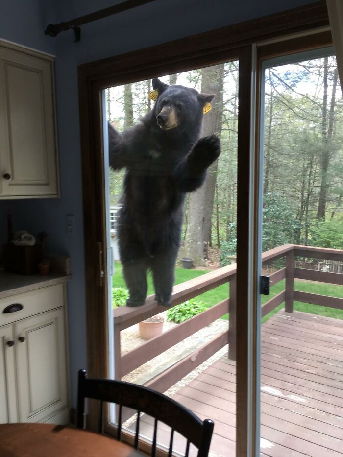медведь стоит на перилах и заглядывает в кухню