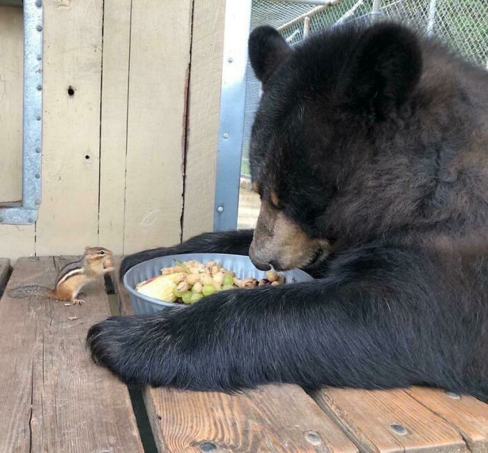 медведь ест фрукты из миски за столом