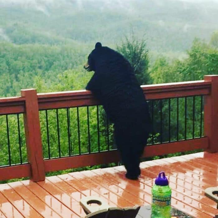 медведь стоит возле перил