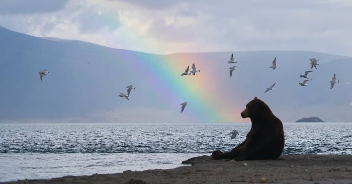 медведь сидит на берегу озера