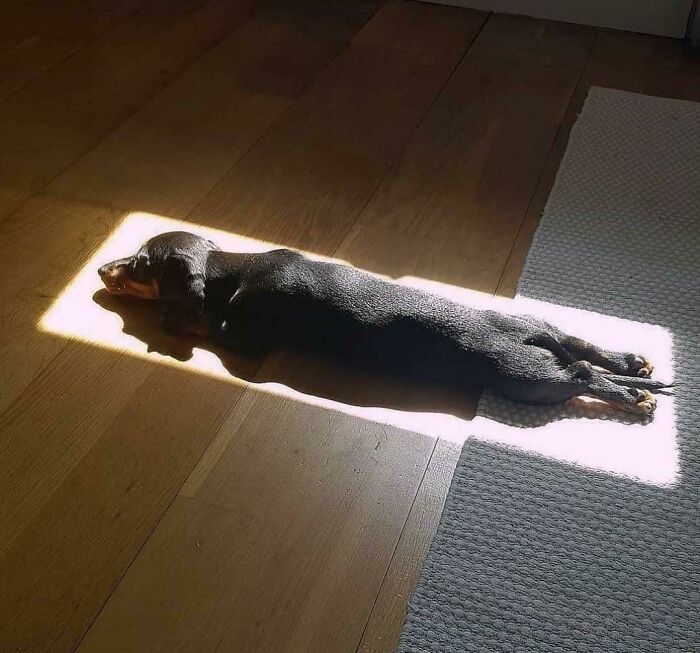 собака лежит на полу в пятне солнечного света