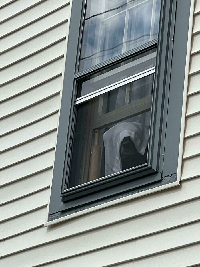собака выглядывает в окно