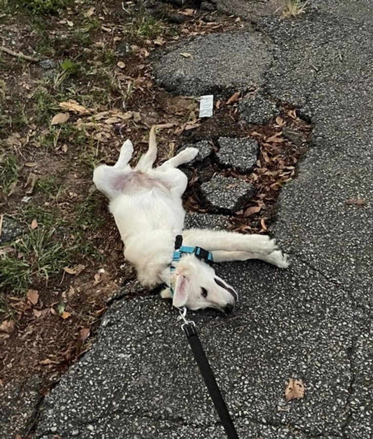 собака лежит на земле