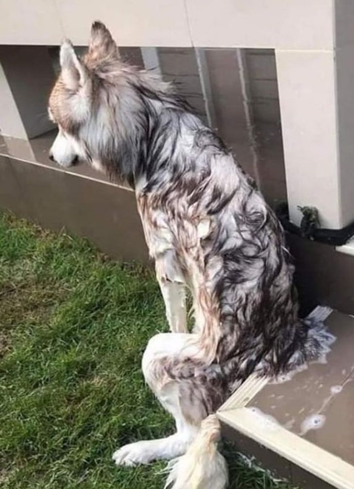 мокрый пес сидит, обидевшись