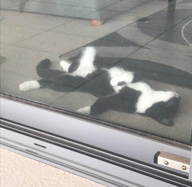 черно-белый кот лежит за стеклом