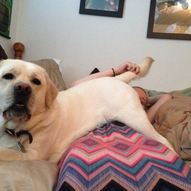 собака лежит задом к лицу девушки