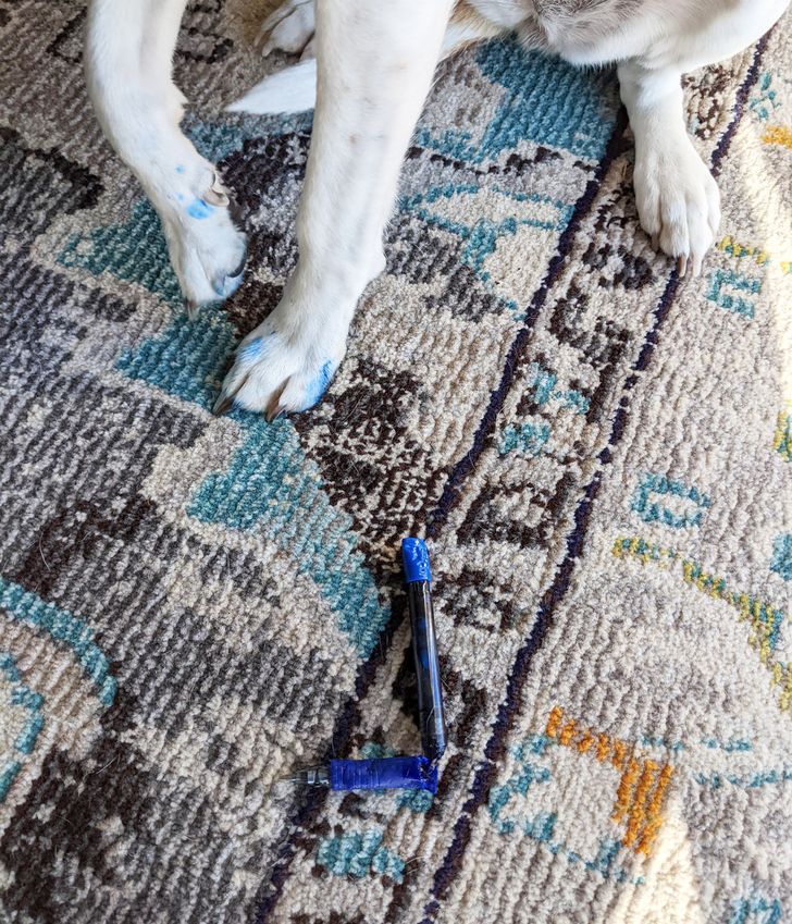 лапы собаки и синяя ручка на ковре