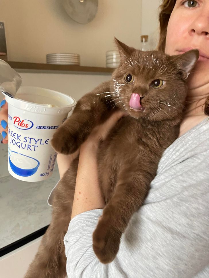 кот и йогурт в руках женщины