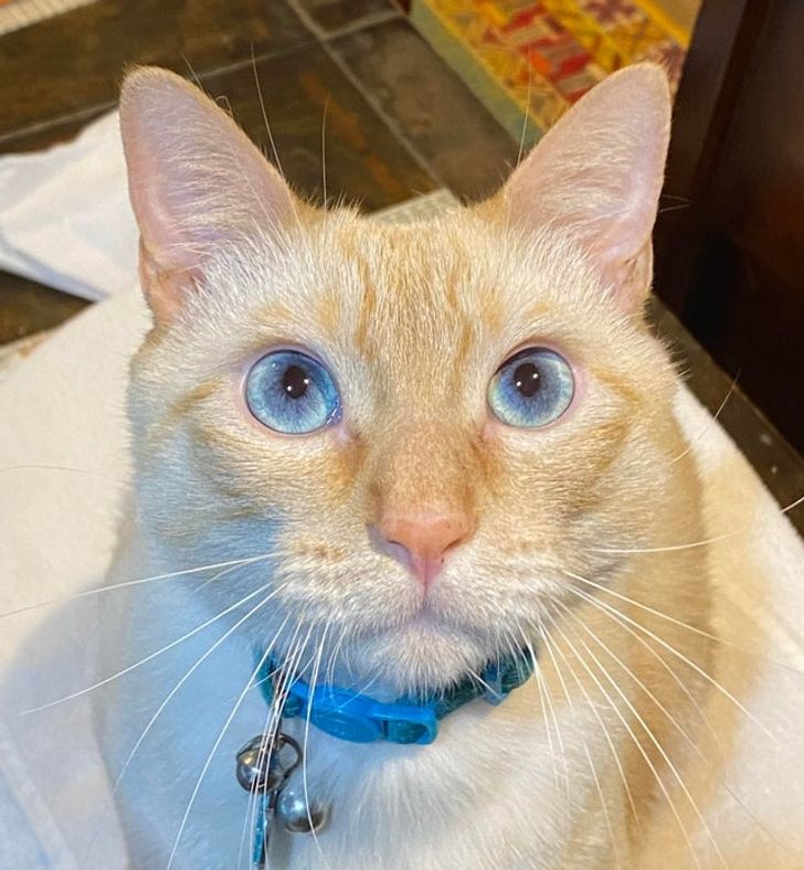 рыжий кот с голубыми глазами