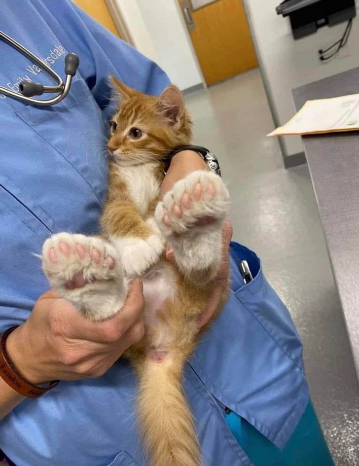 рыжий кот на руках ветеринара