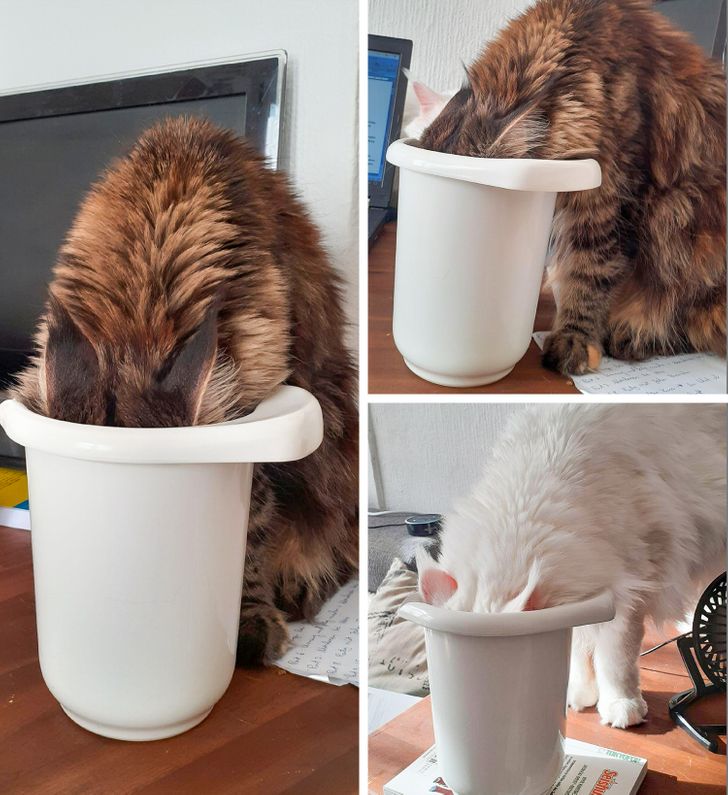 коты пьют из графина