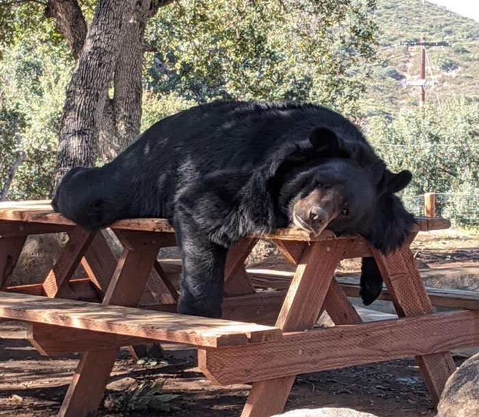 медведь лежит на столе во дворе