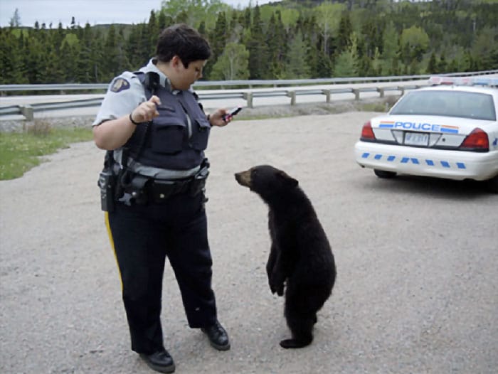 женщина полицейский и медвежонок на дороге