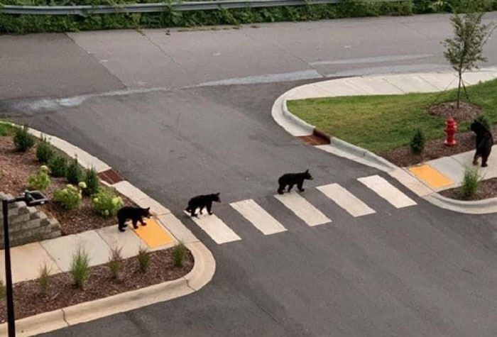 медведи переходят дорогу