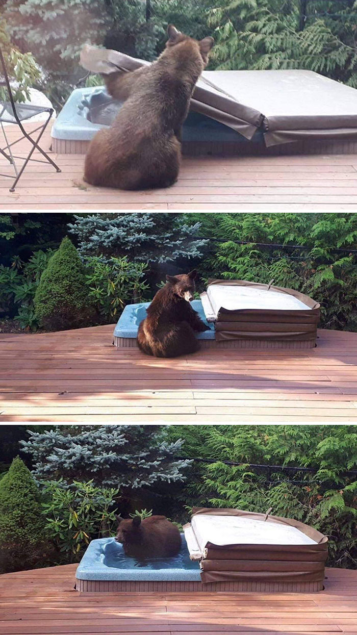 медведь в бассейне