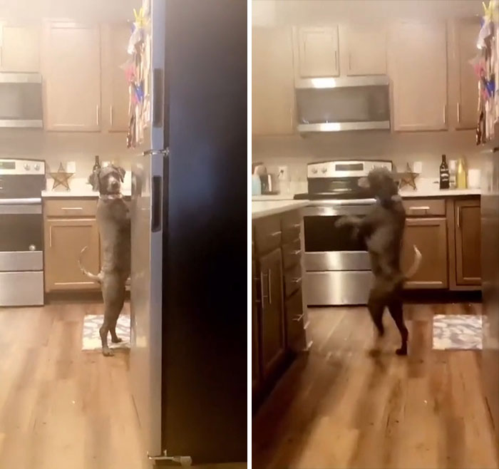 собака на задних лапах в кухне